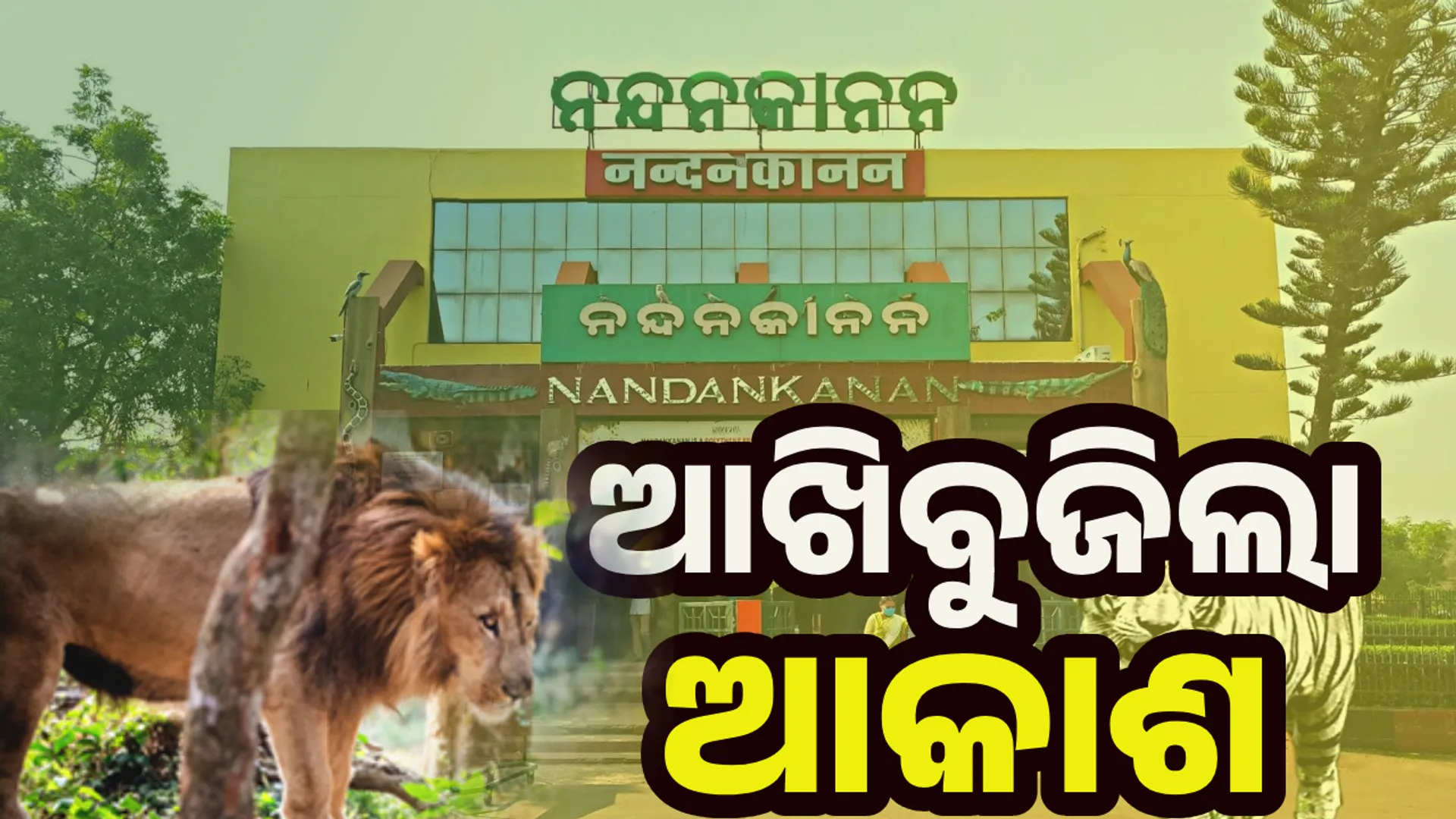 Akash lion