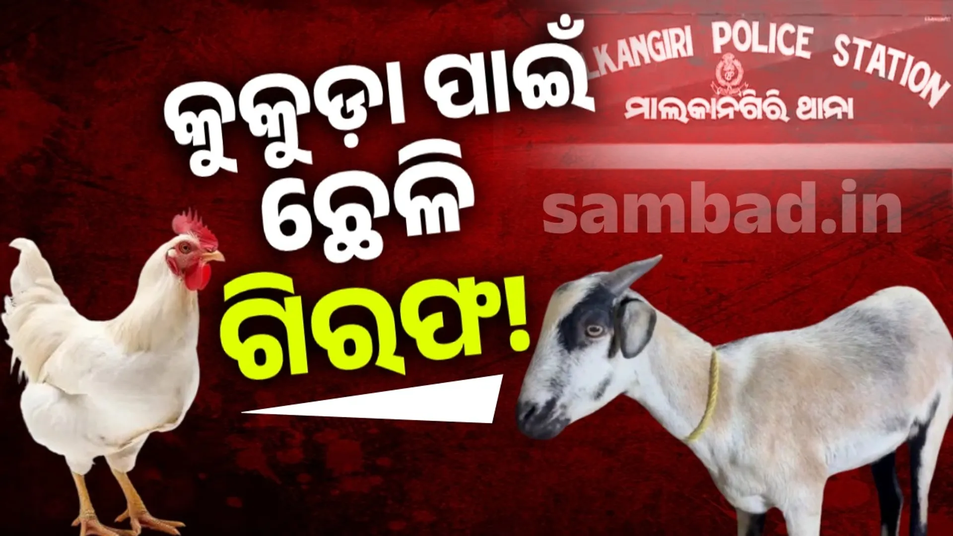 ଜୁଆ ଅଡ୍ଡା ଉପରେ ଚଢ଼ାଉ: ଛେଳିକୁ ଗିରଫ କରାଇଲା କୁକୁଡା!