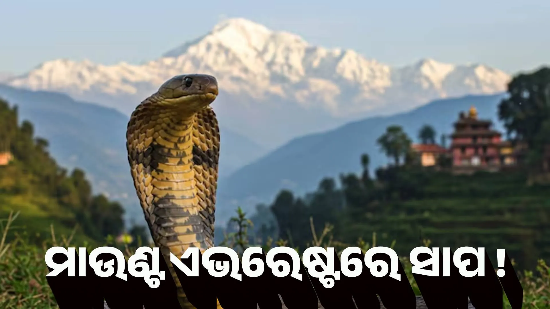 snake