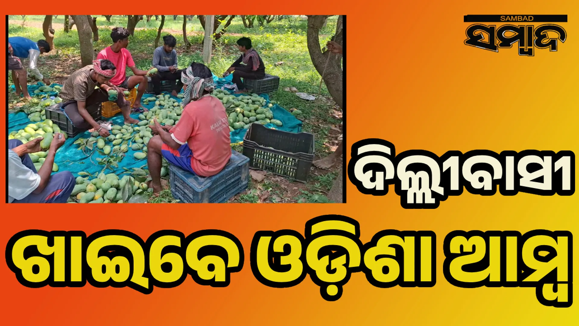 ମୟୂରଭଂଜରୁ ମଲ୍ଲିକା ଓ ଆମ୍ରପଲ୍ଲୀ ଆମ୍ବ ଗଲା ଦିଲ୍ଲୀ