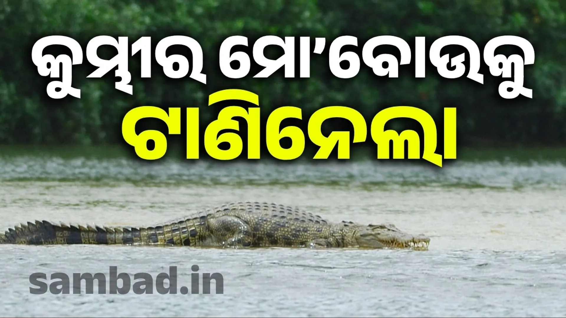 Mo'Bou was dragged away by a crocodile: helpless girl cried out