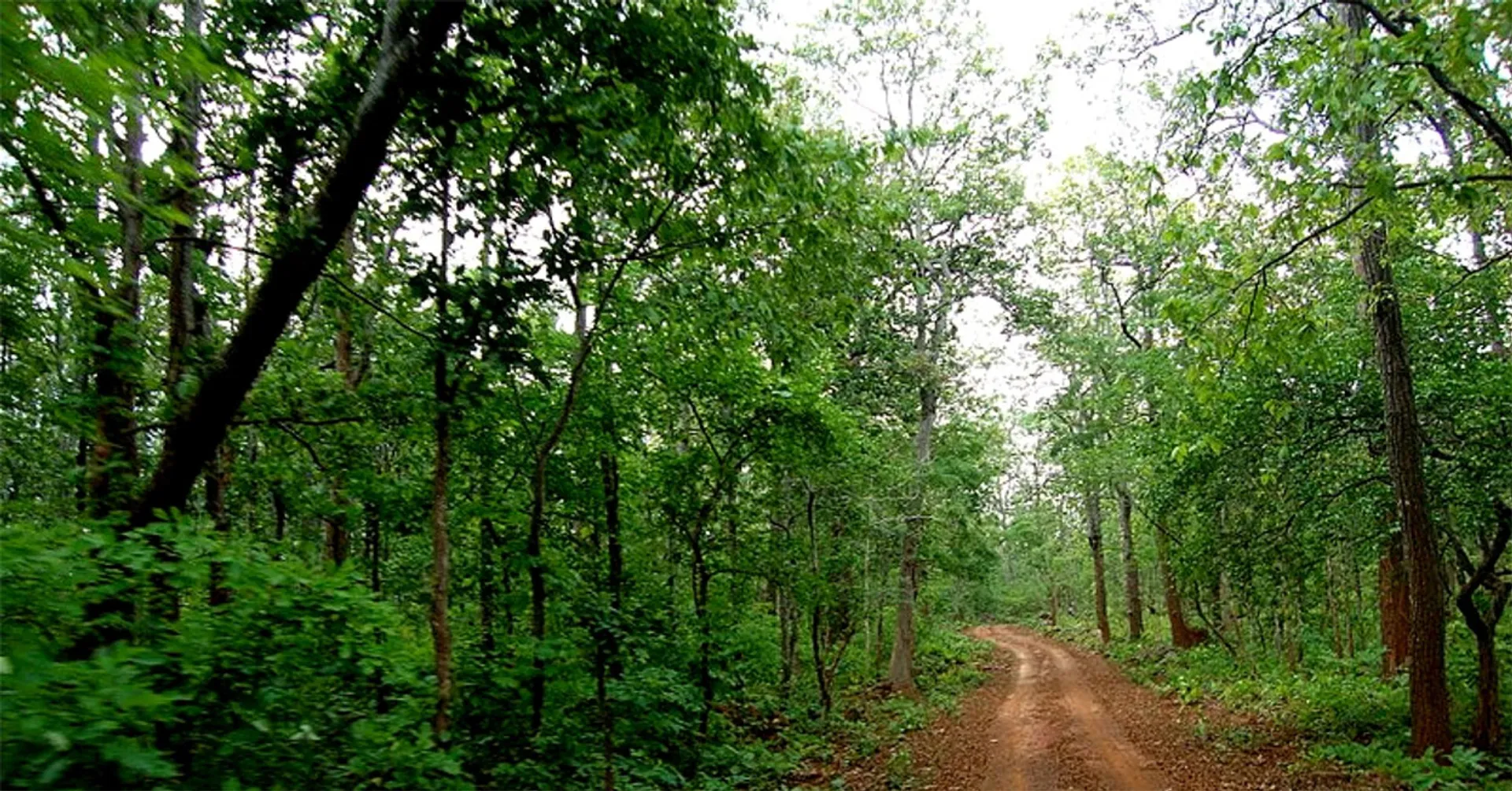 forest land