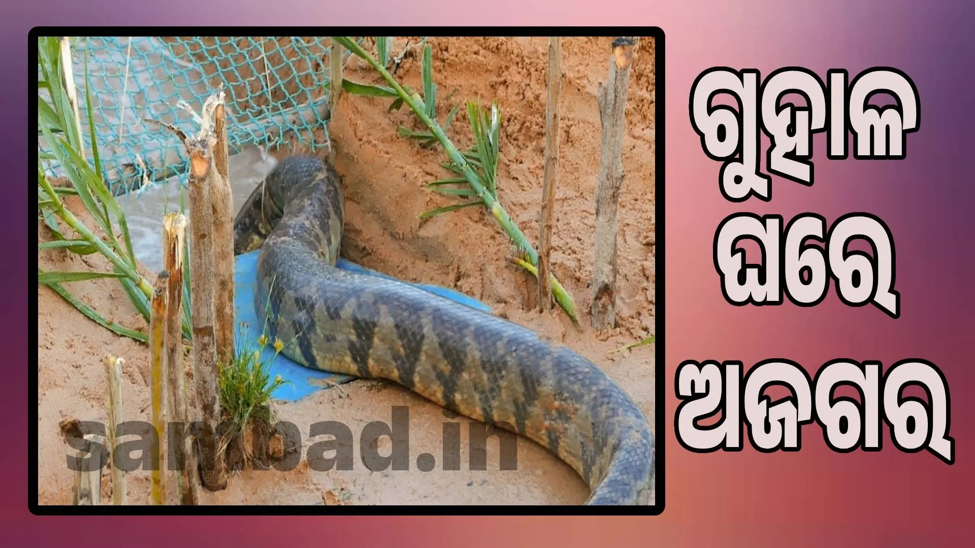Huge python rescued from cage