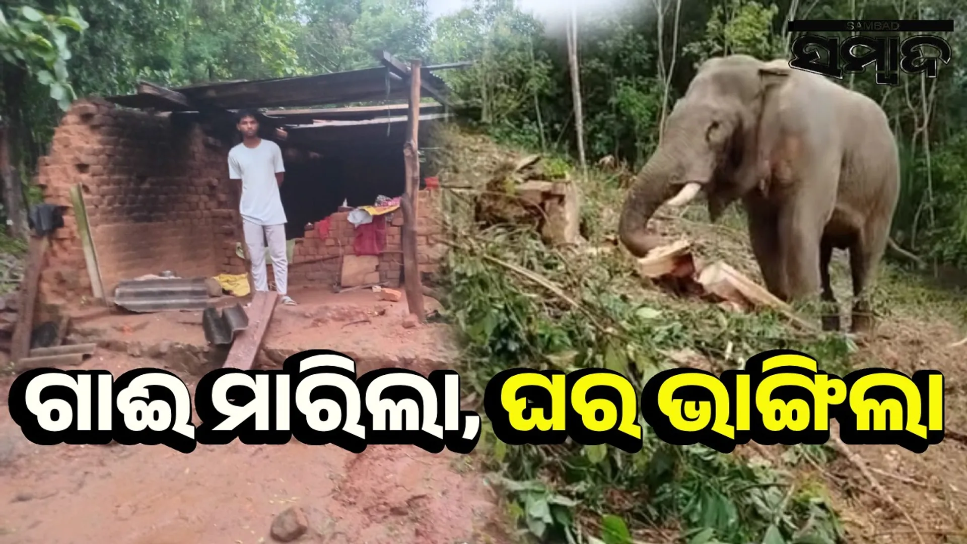 Elephant