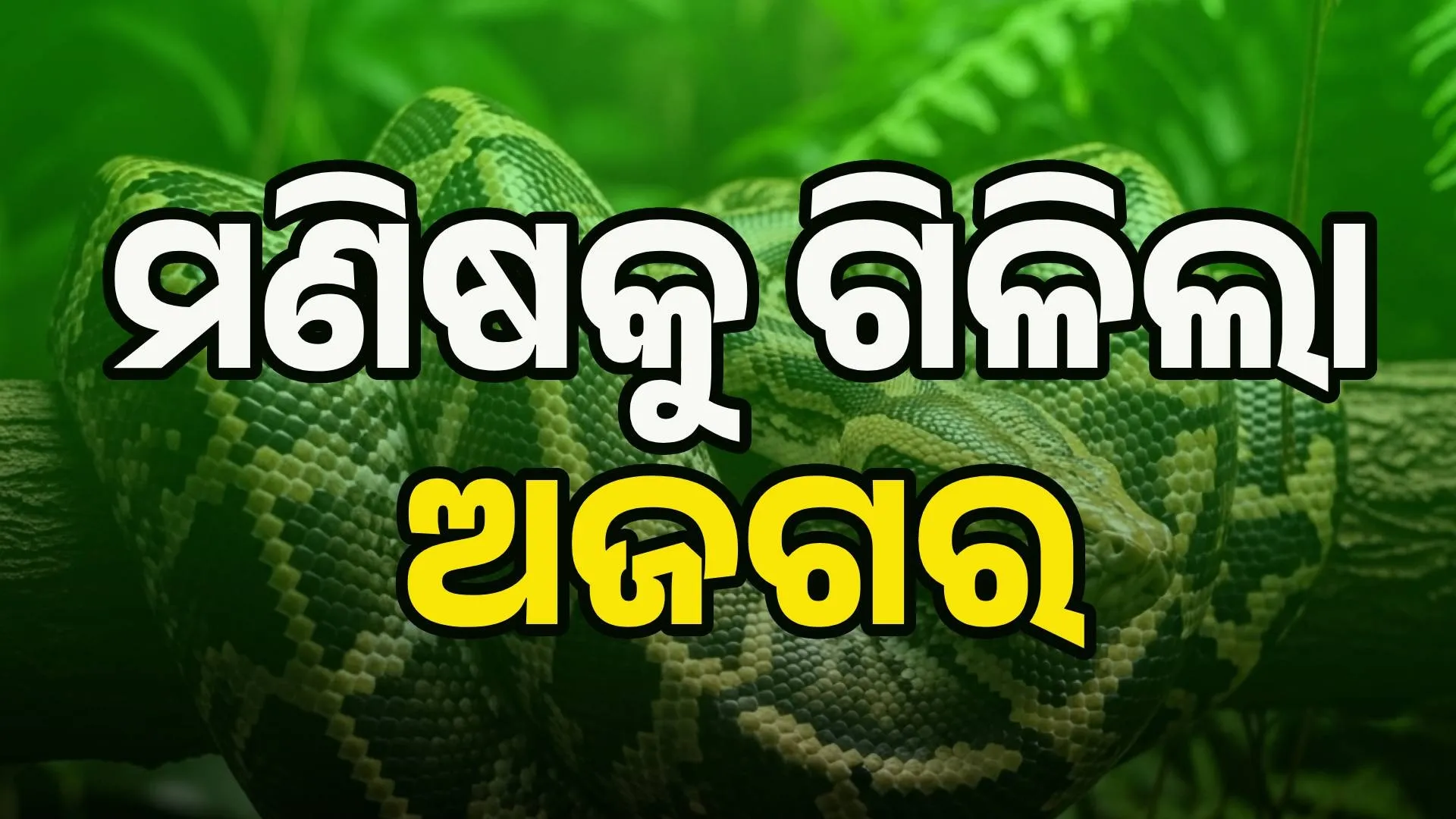 python (1)