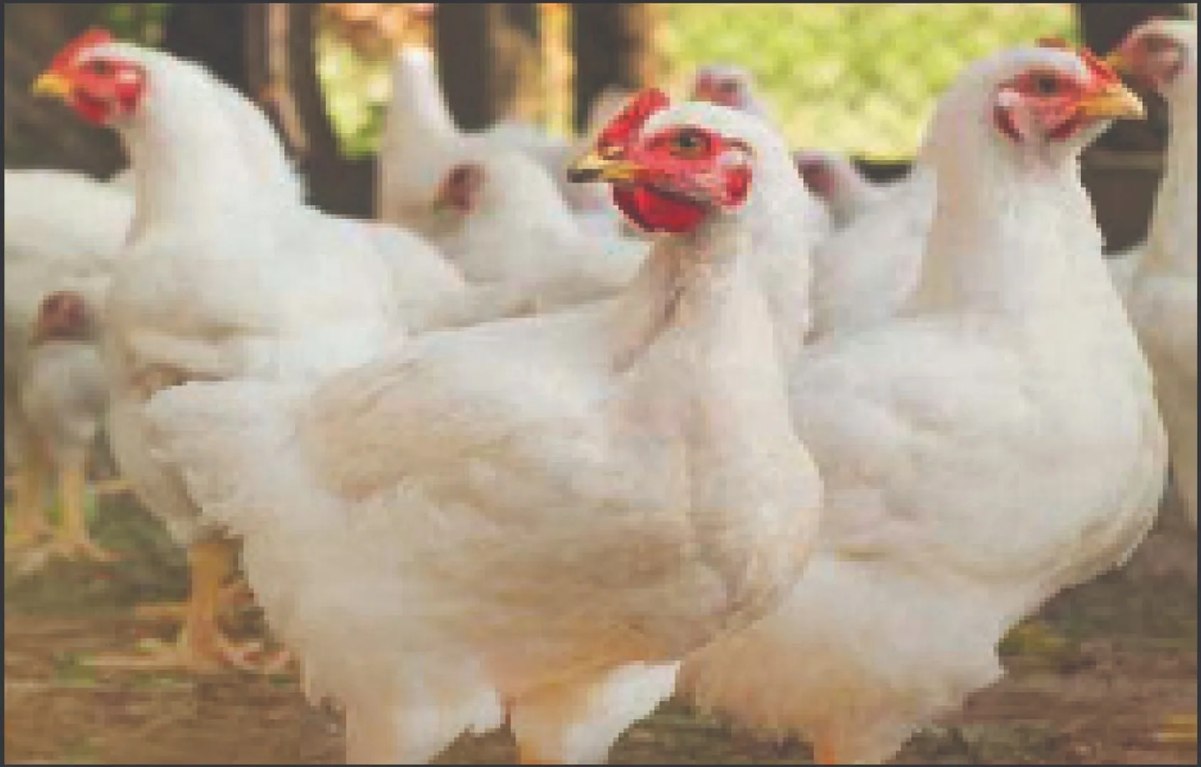 birdflu