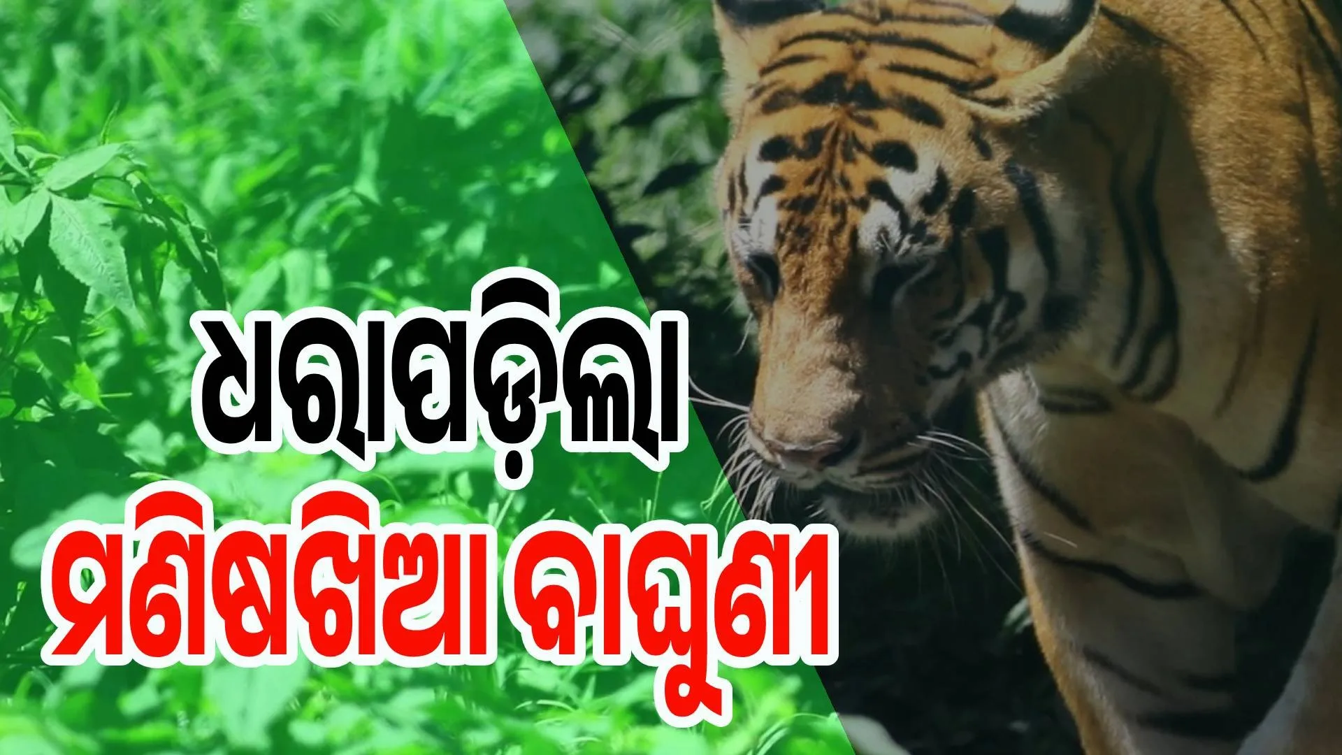 tigress
