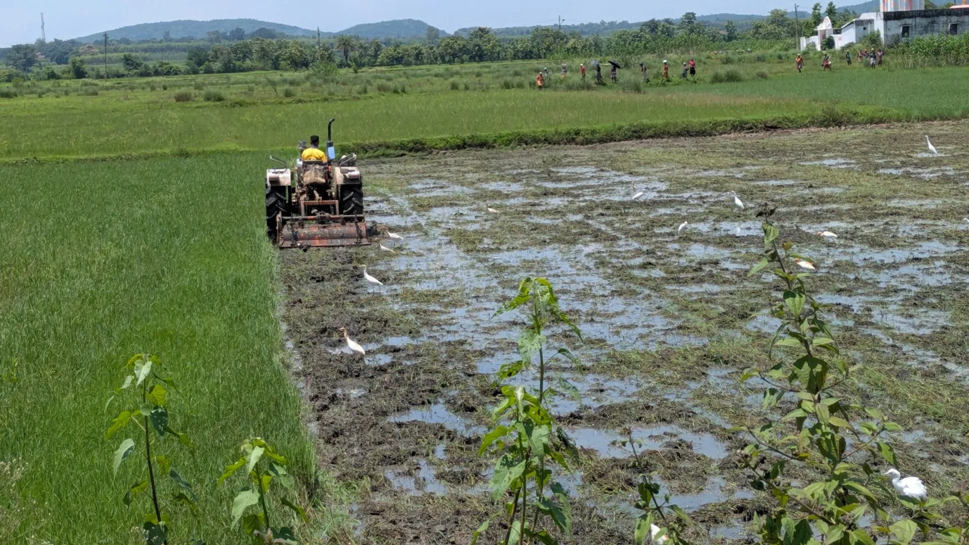 Farmer1