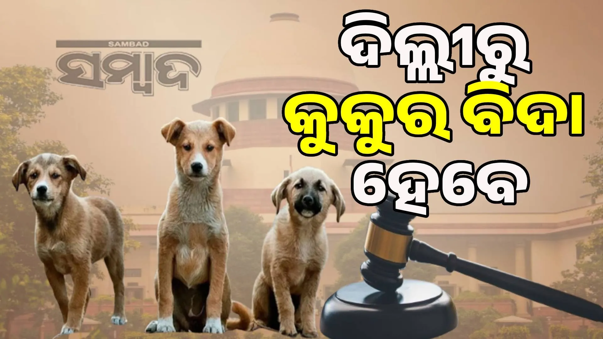 Putting dogs out is inhumane and cruel: PETA's comments on Supreme Court verdict