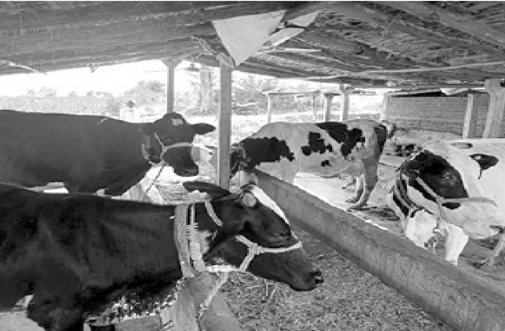 cow