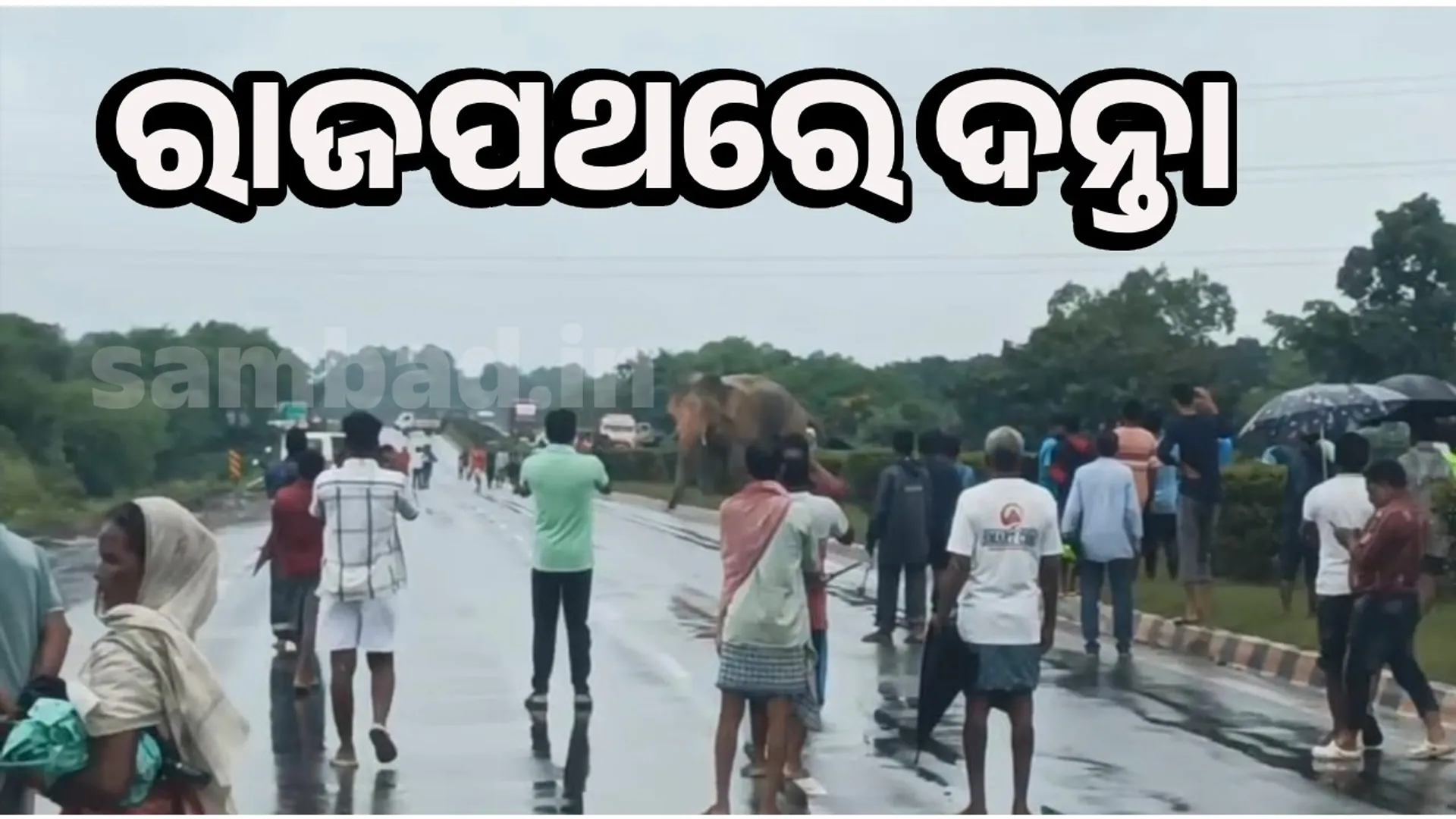 elephant