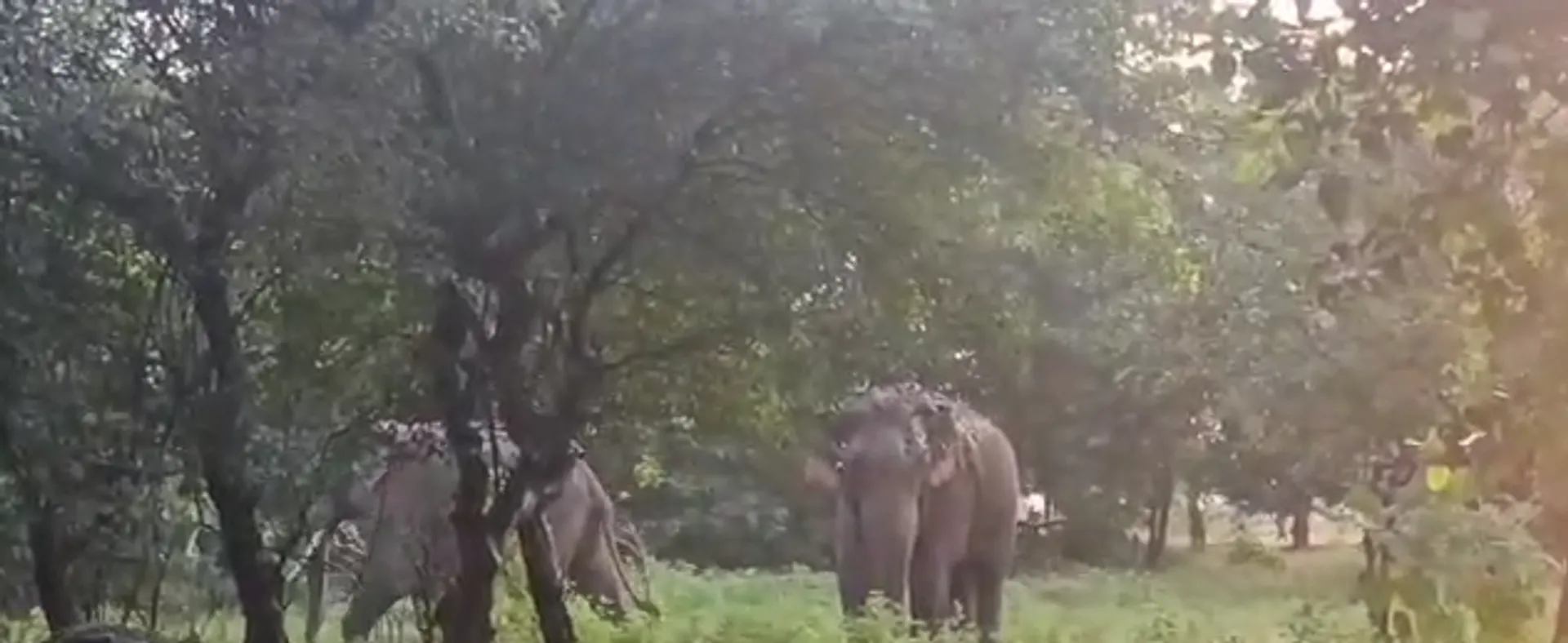 elephants
