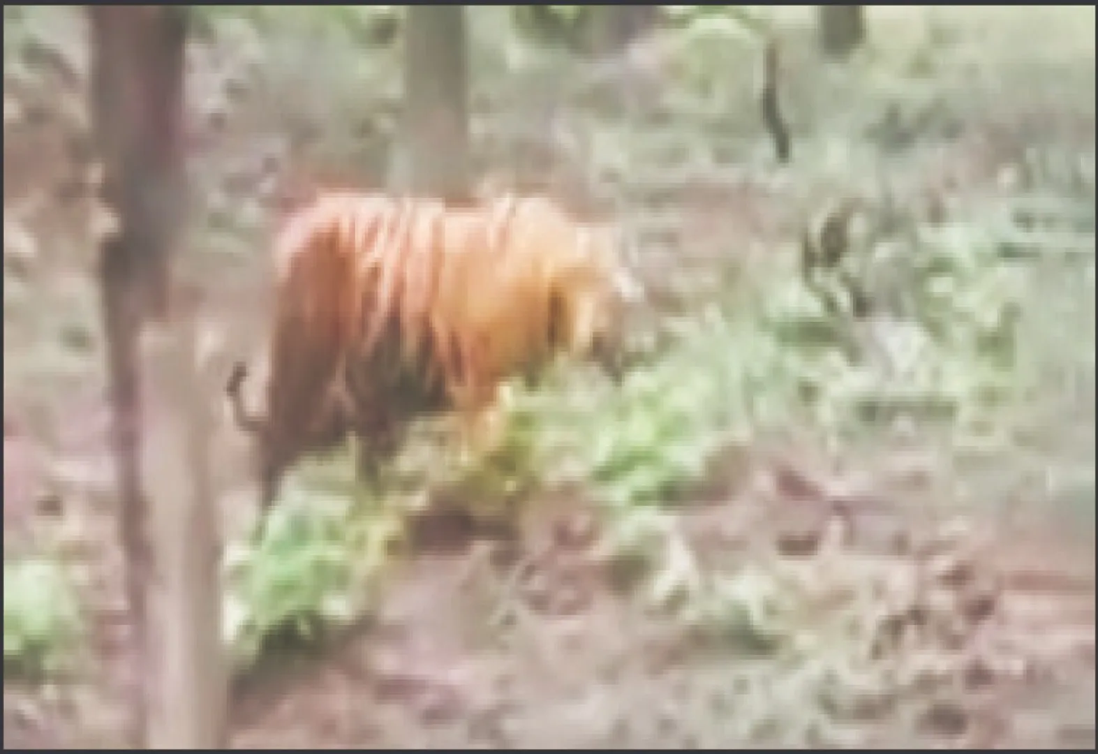 tiger