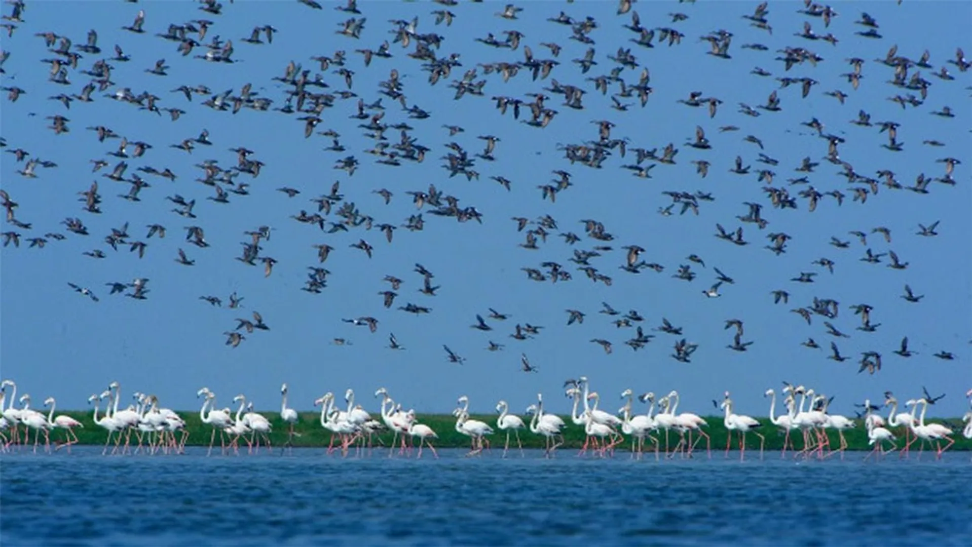 chilika