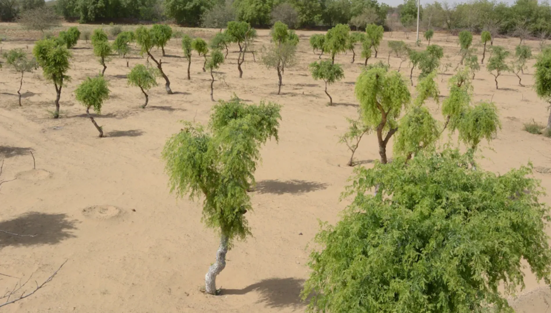 363 forest dwellers gave their lives to protect the Khejari trees