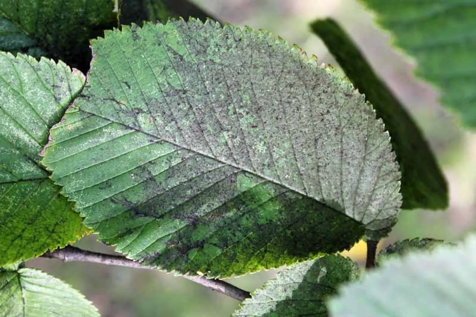 How-to-Eradicate-Sooty-Mold-From-Your-Plants-Cover