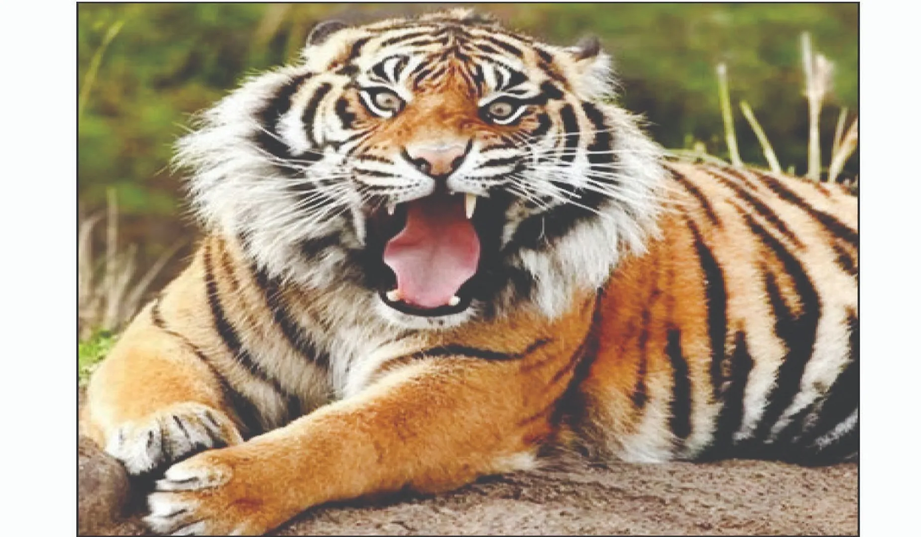 tiger