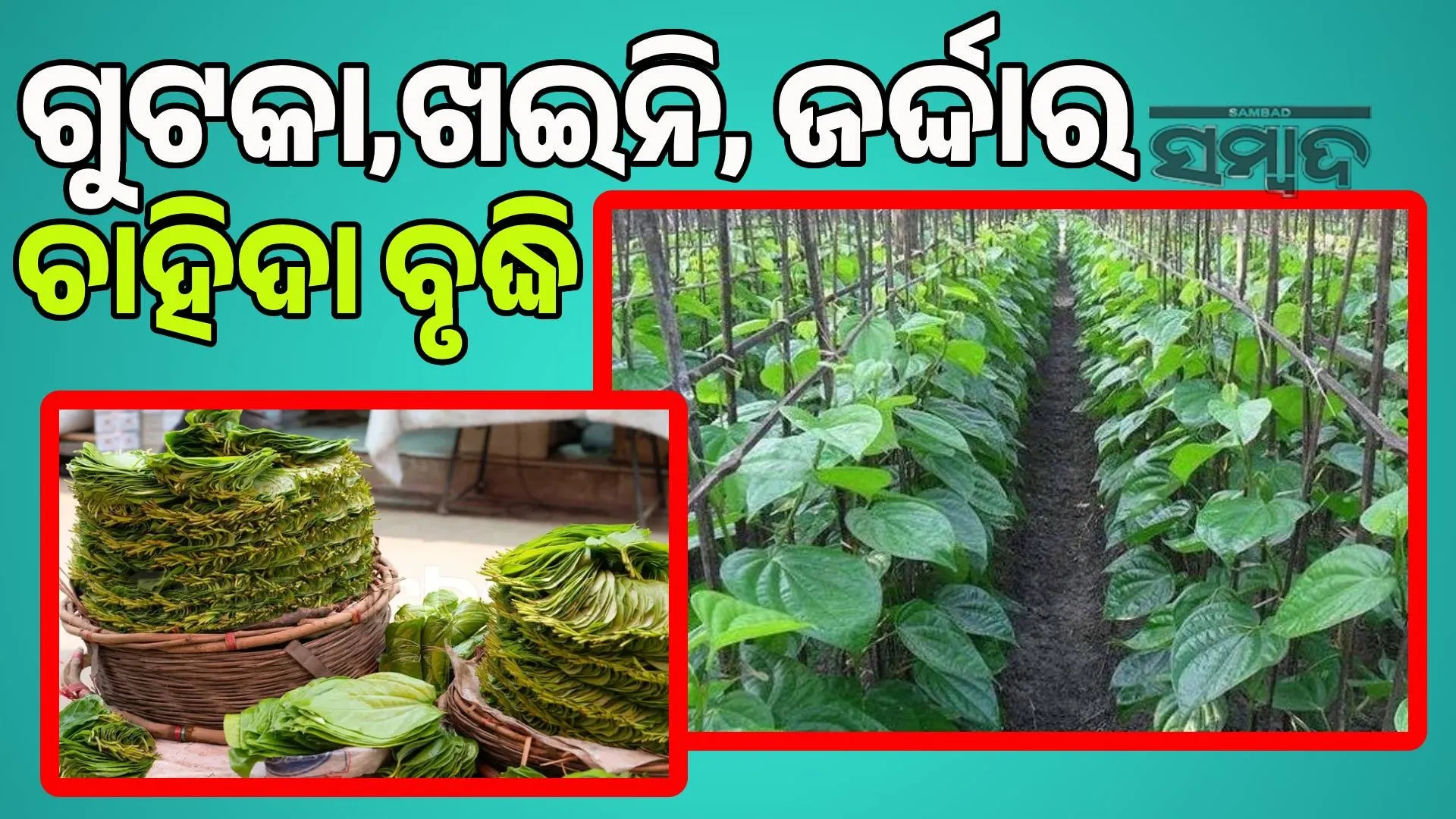 Despite good harvest, tobacco farmers face financial crisis: Demand for gutka, khaini and zardar has increased, says Bairiki