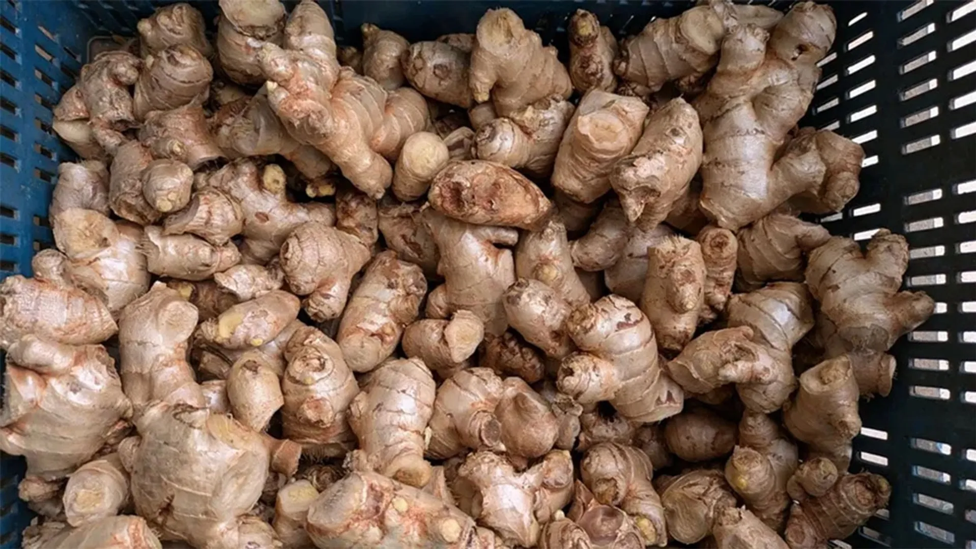 ginger