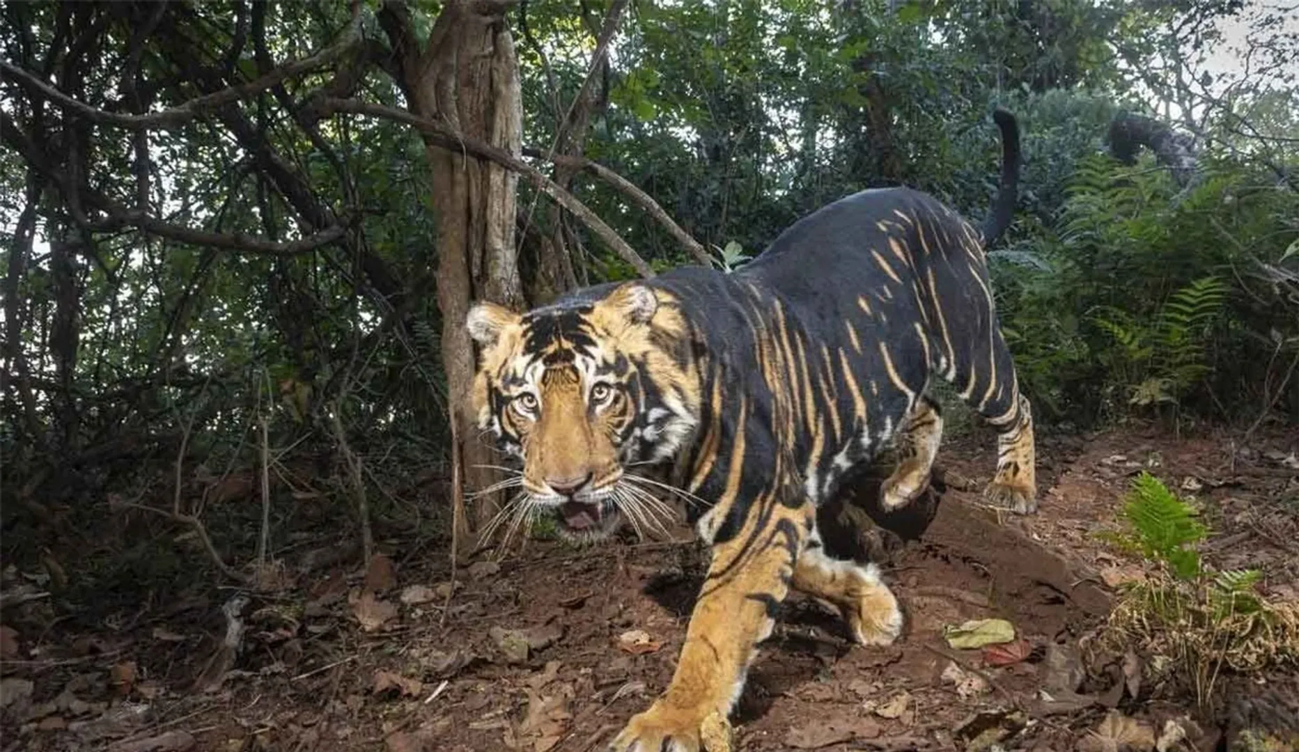 black tiger