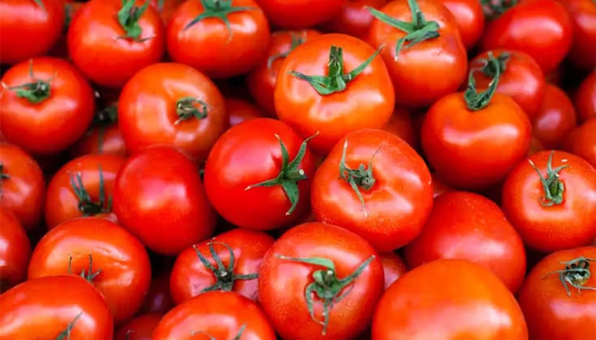 tomato