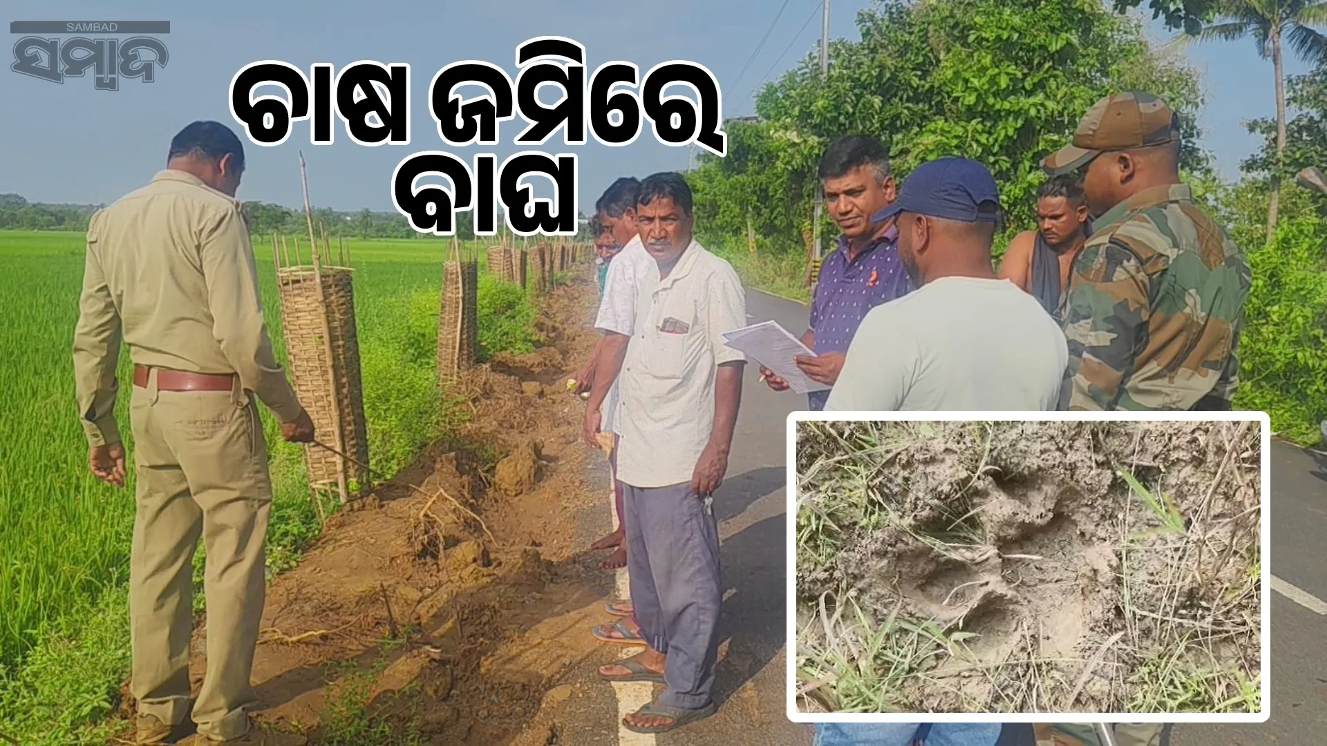 Tiger terror in Laxmipur village: Footprints found in farmland