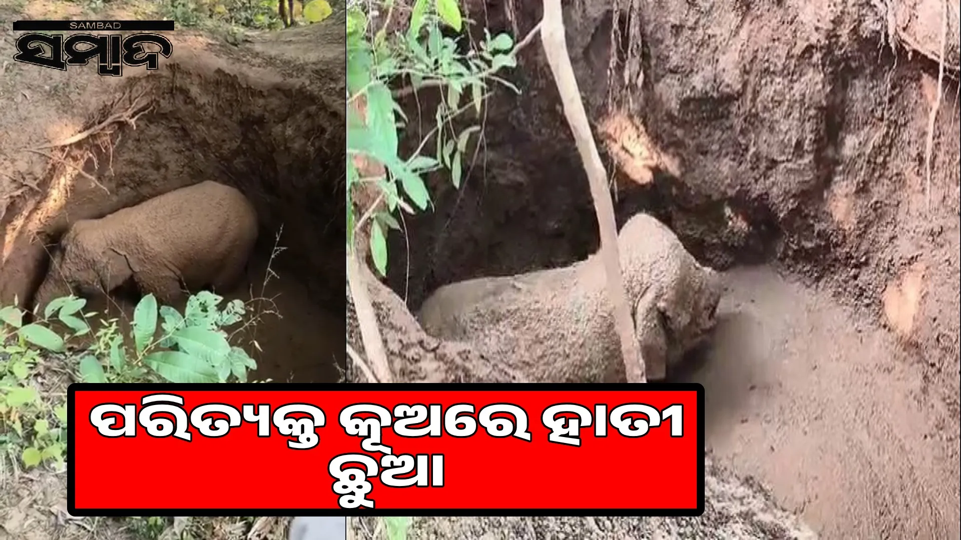 baby elephant fell into a well