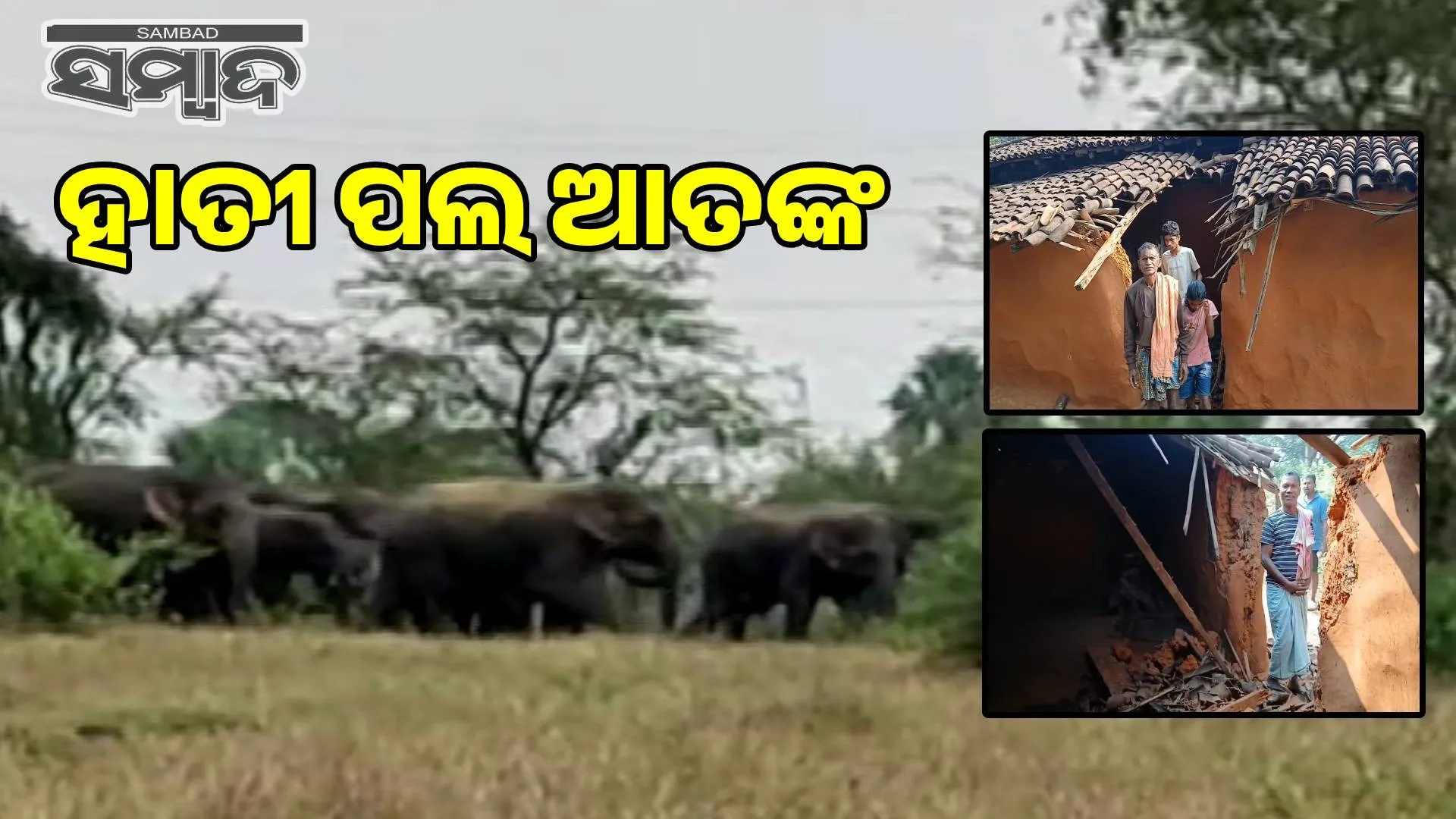 Elephant terror in Madhup village: Two houses destroyed, villagers sleepless all night in fear