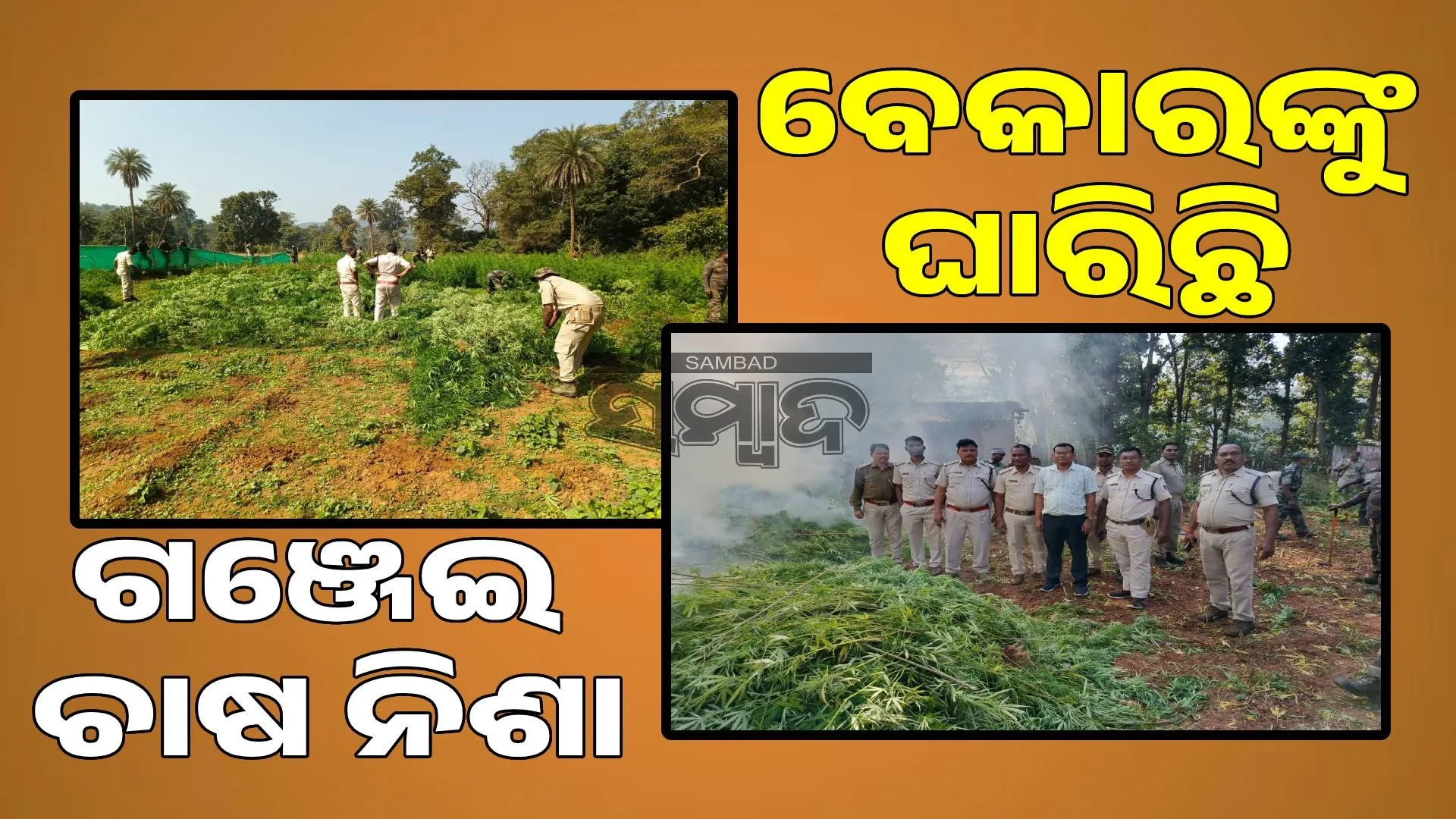 Marijuana cultivation in reserved forests from Jharkhand to Chhattisgarh