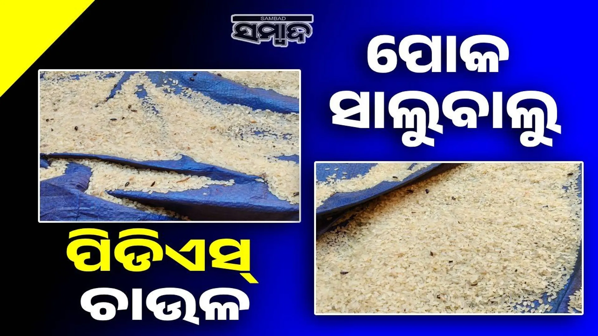 PDS rice infested in warehouse