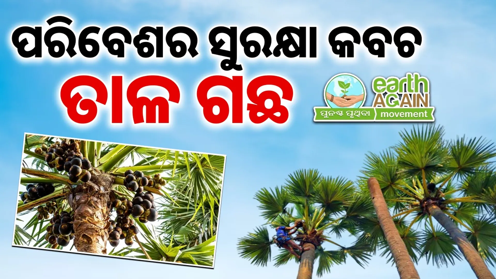 Borassus flabellifer