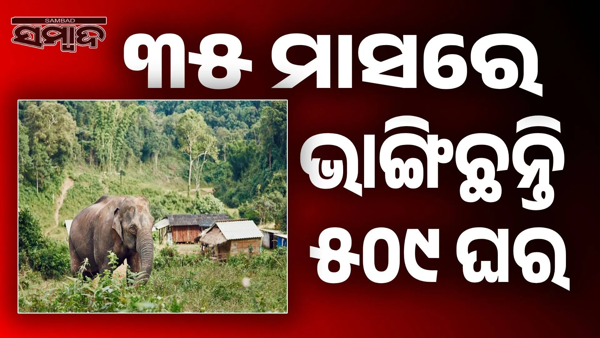 Elephant herds attack human settlements: 1053 villages affected, 1132 acres of crops destroyed