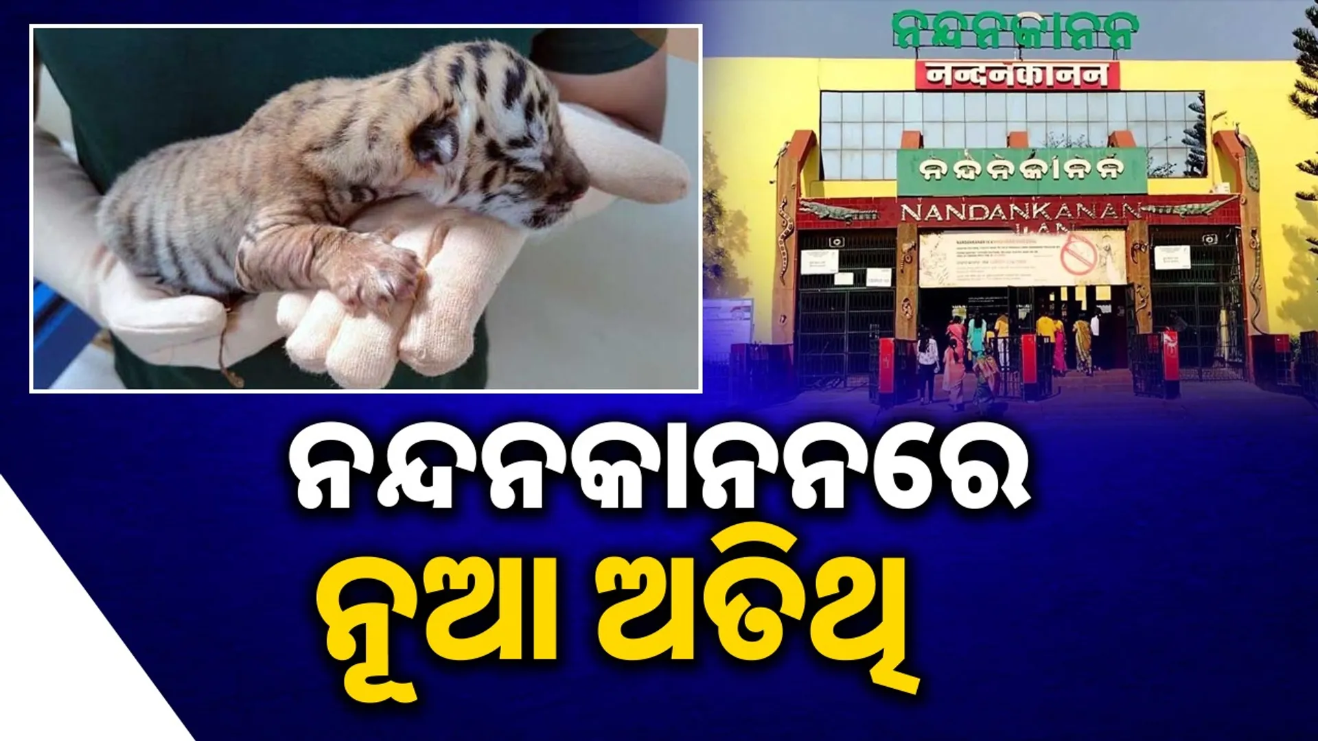 tigress Jayashree's one cub survives