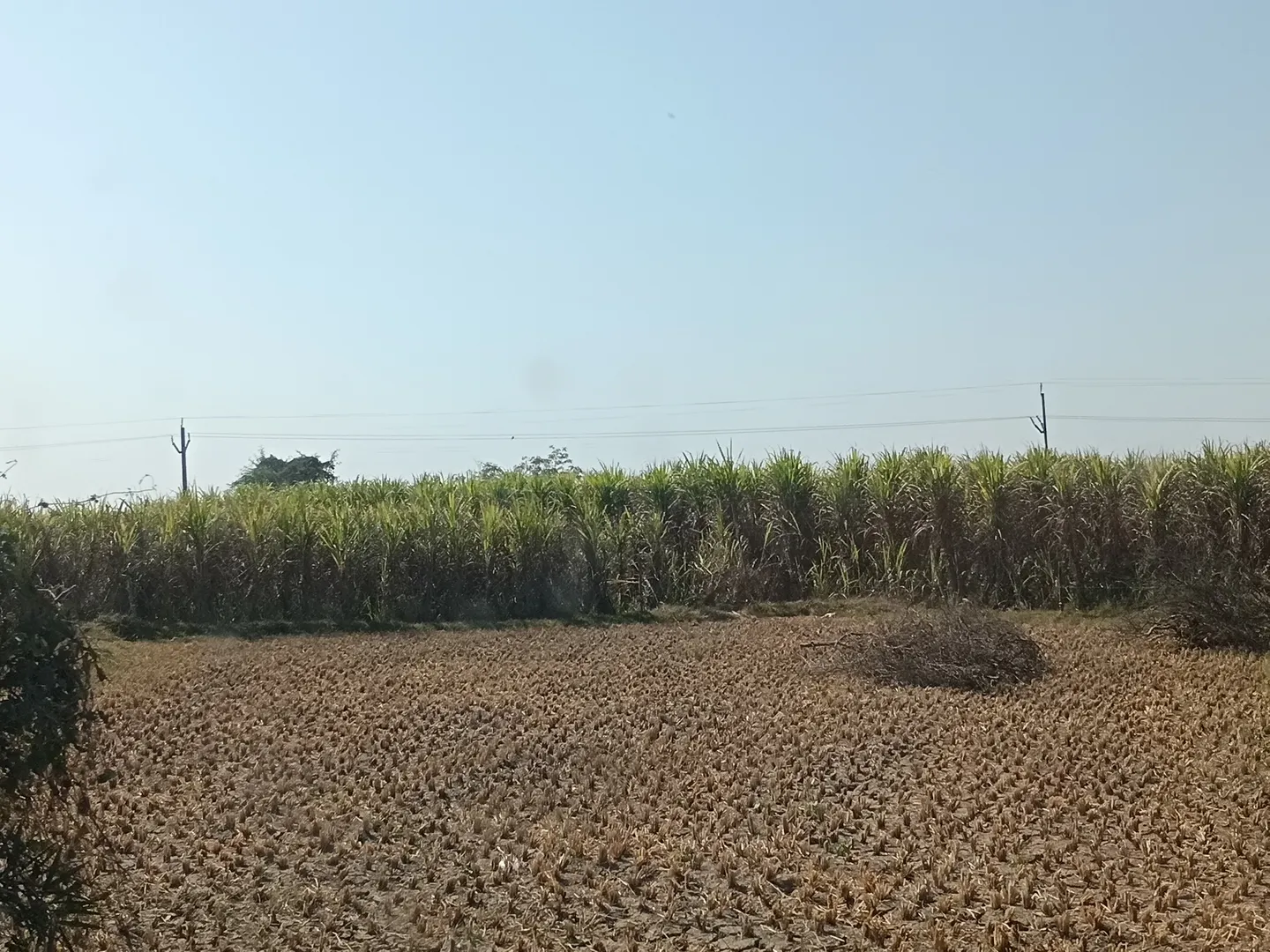 Sugarcane