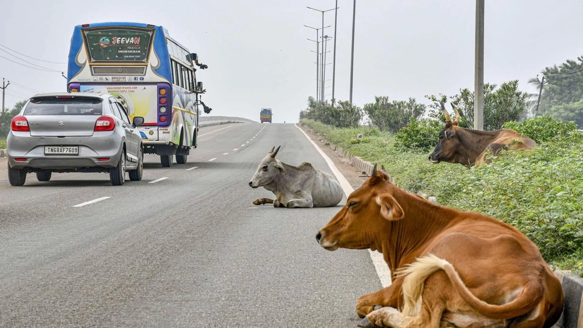 Cattle on NH road 7