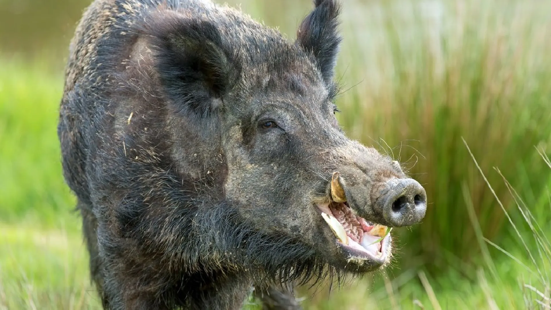 boar