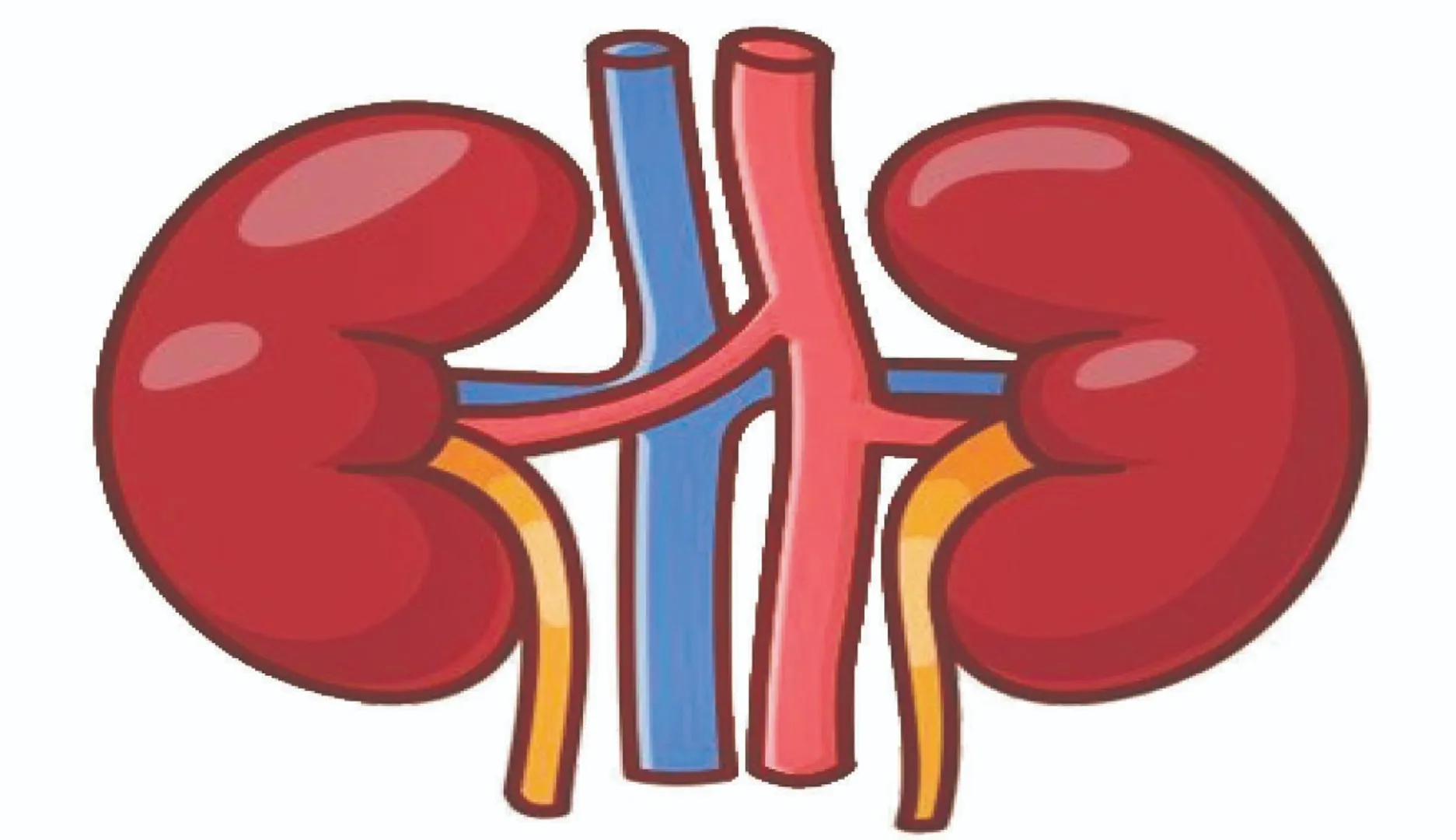 kidney