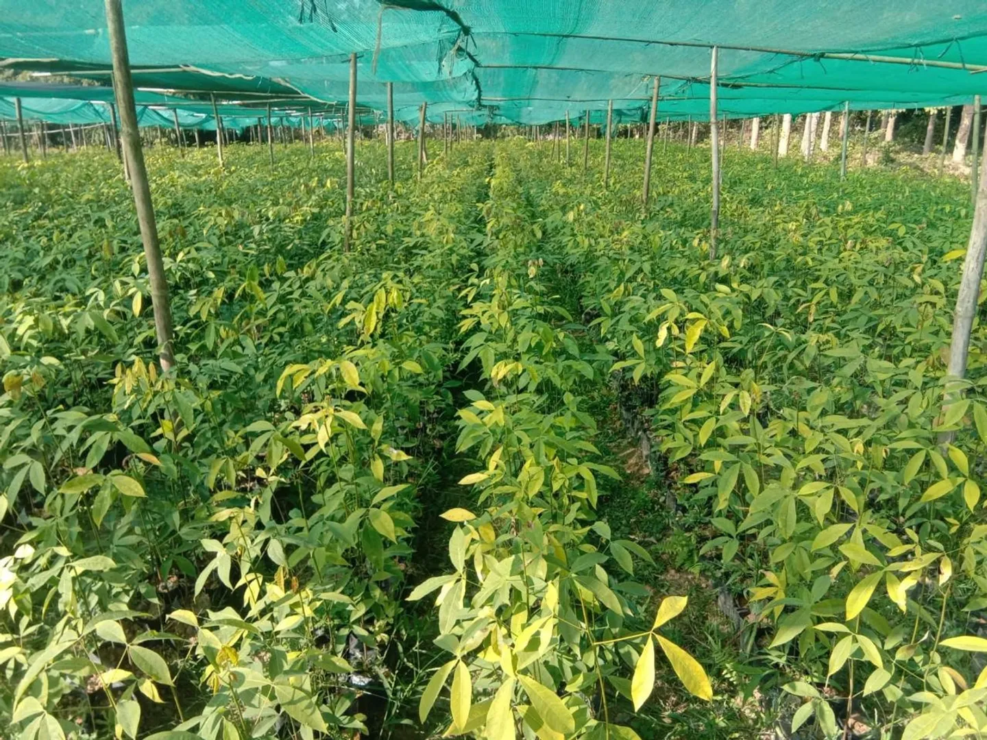 27bbs_40_27022026_112