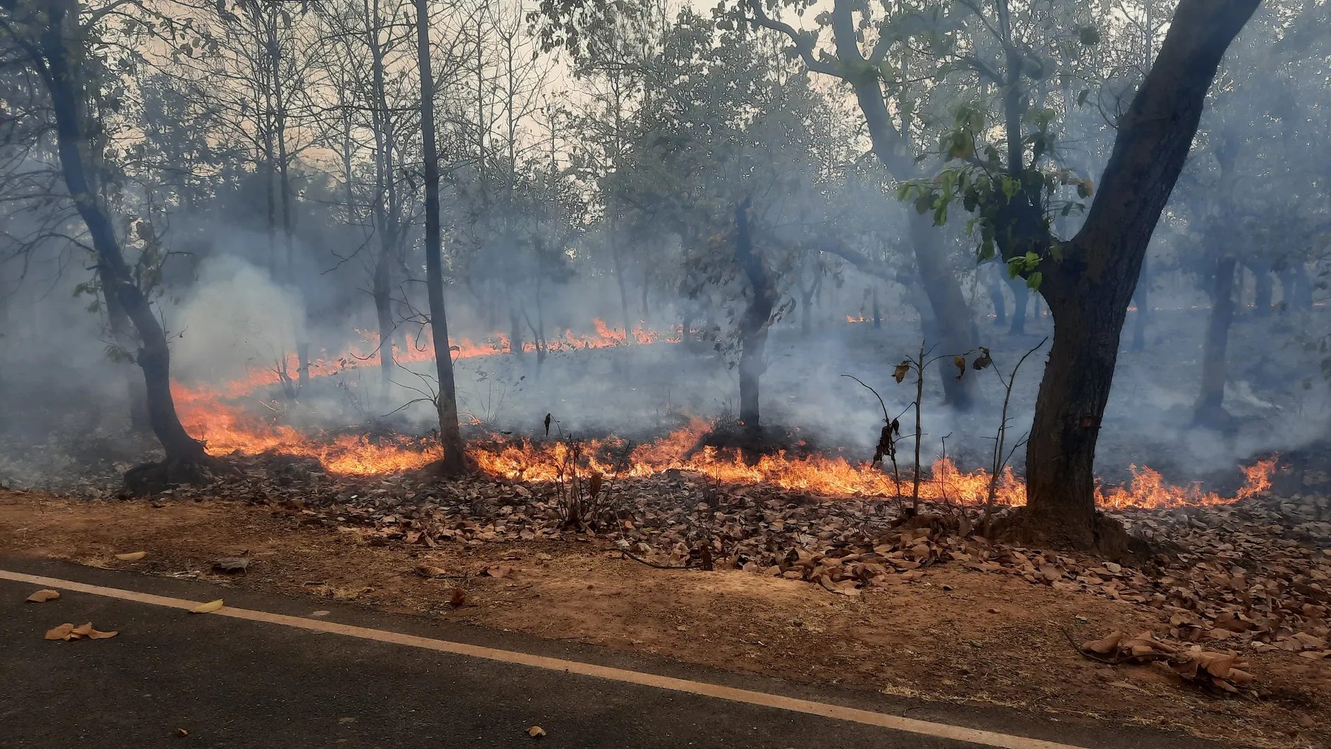 mkg jangle jaluchhi (2)