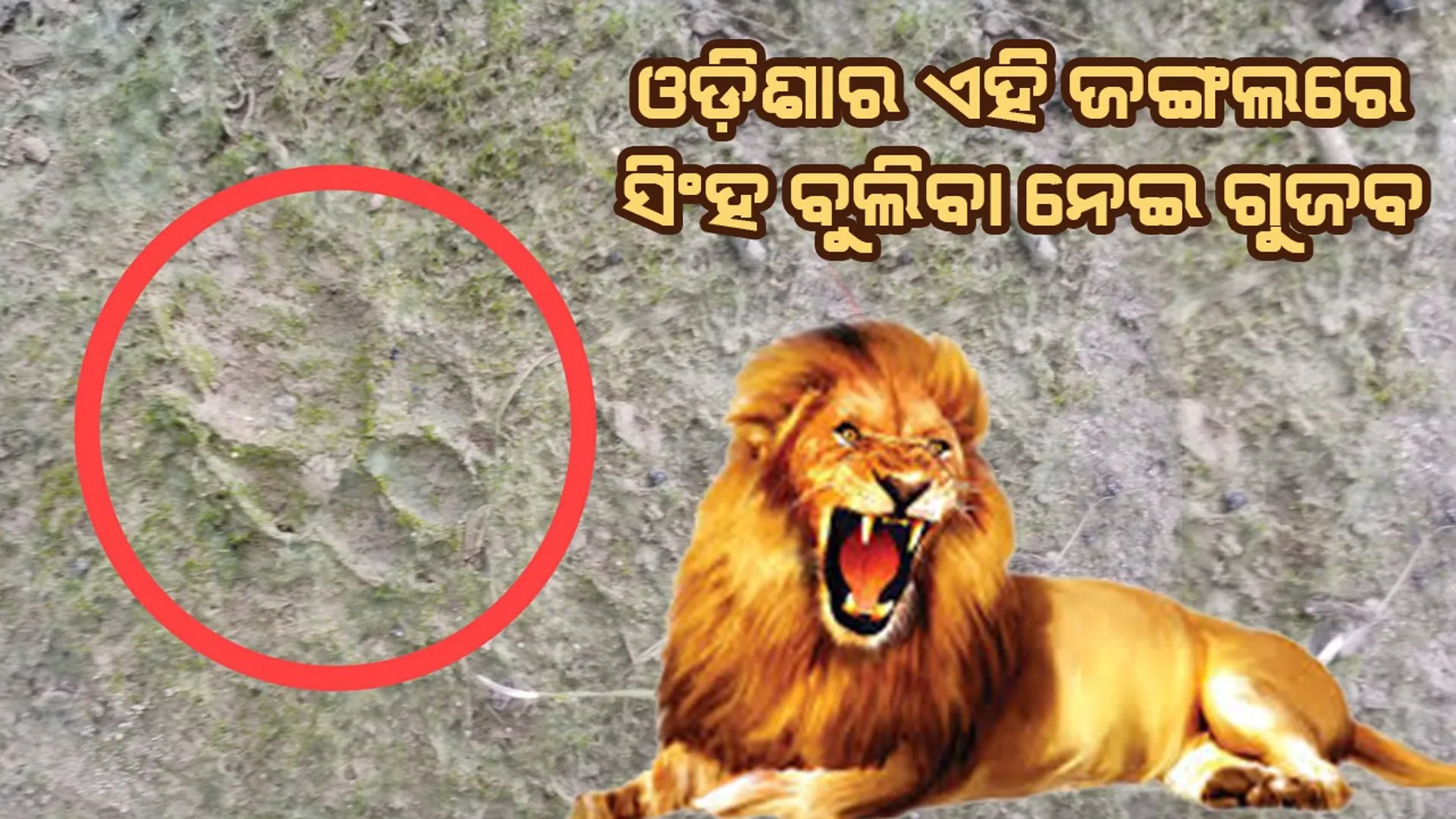 lion