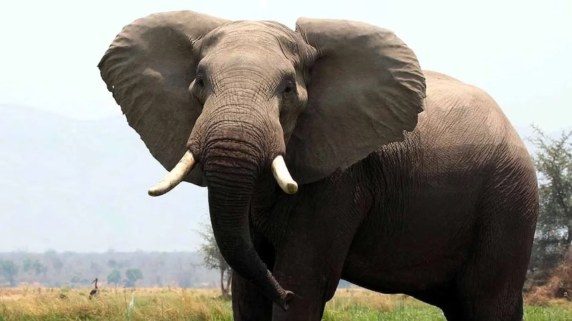elephant