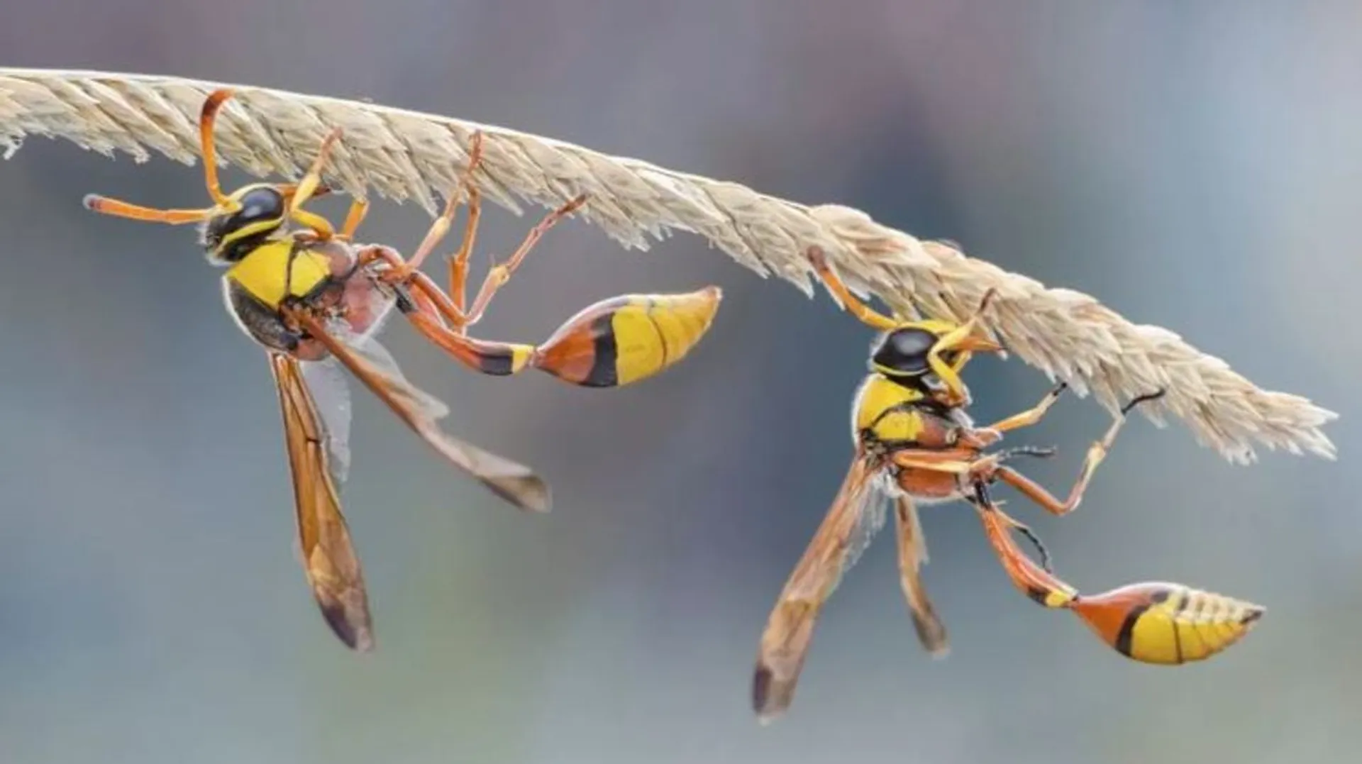 Hornet sting 