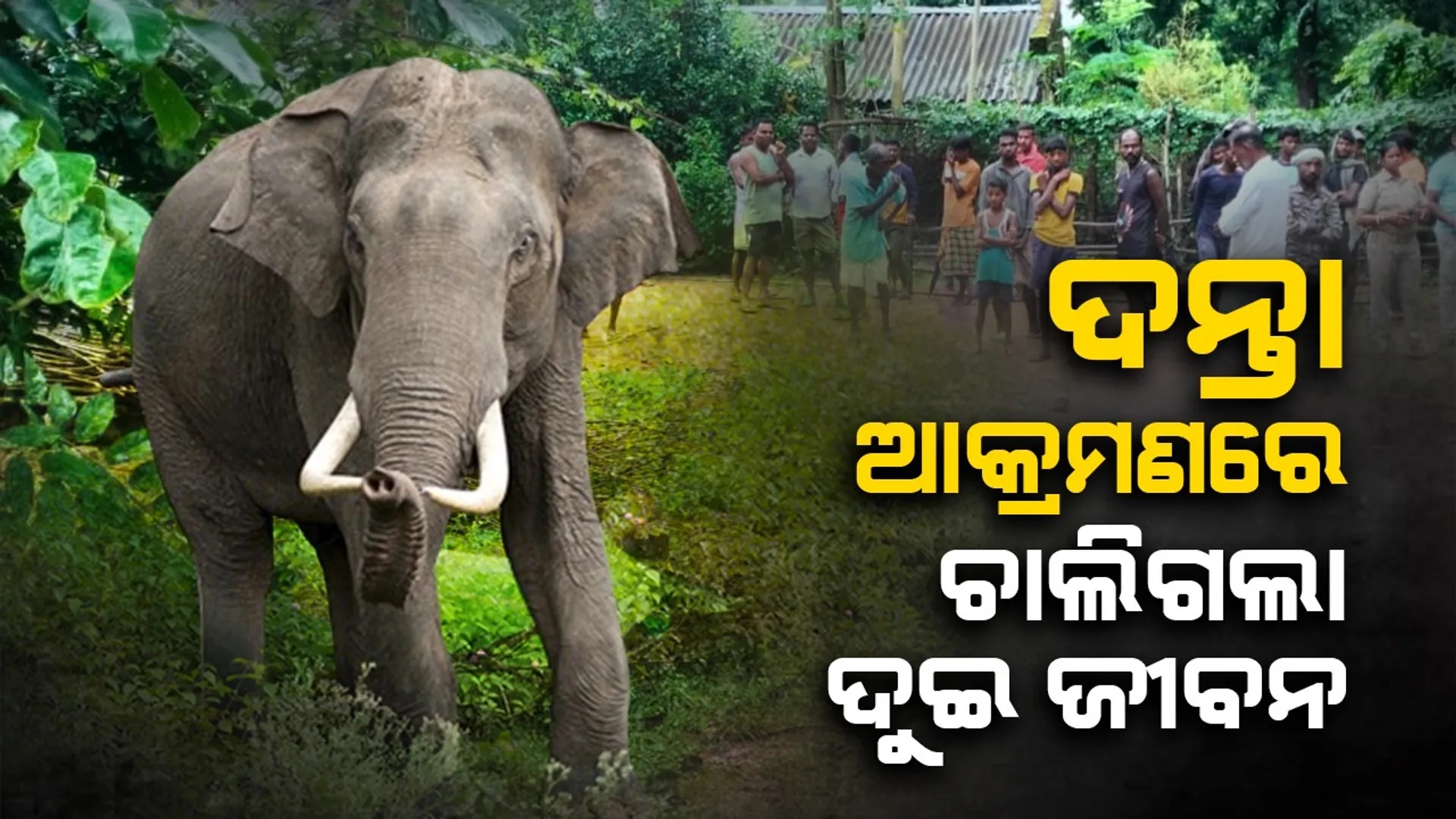 elephant678