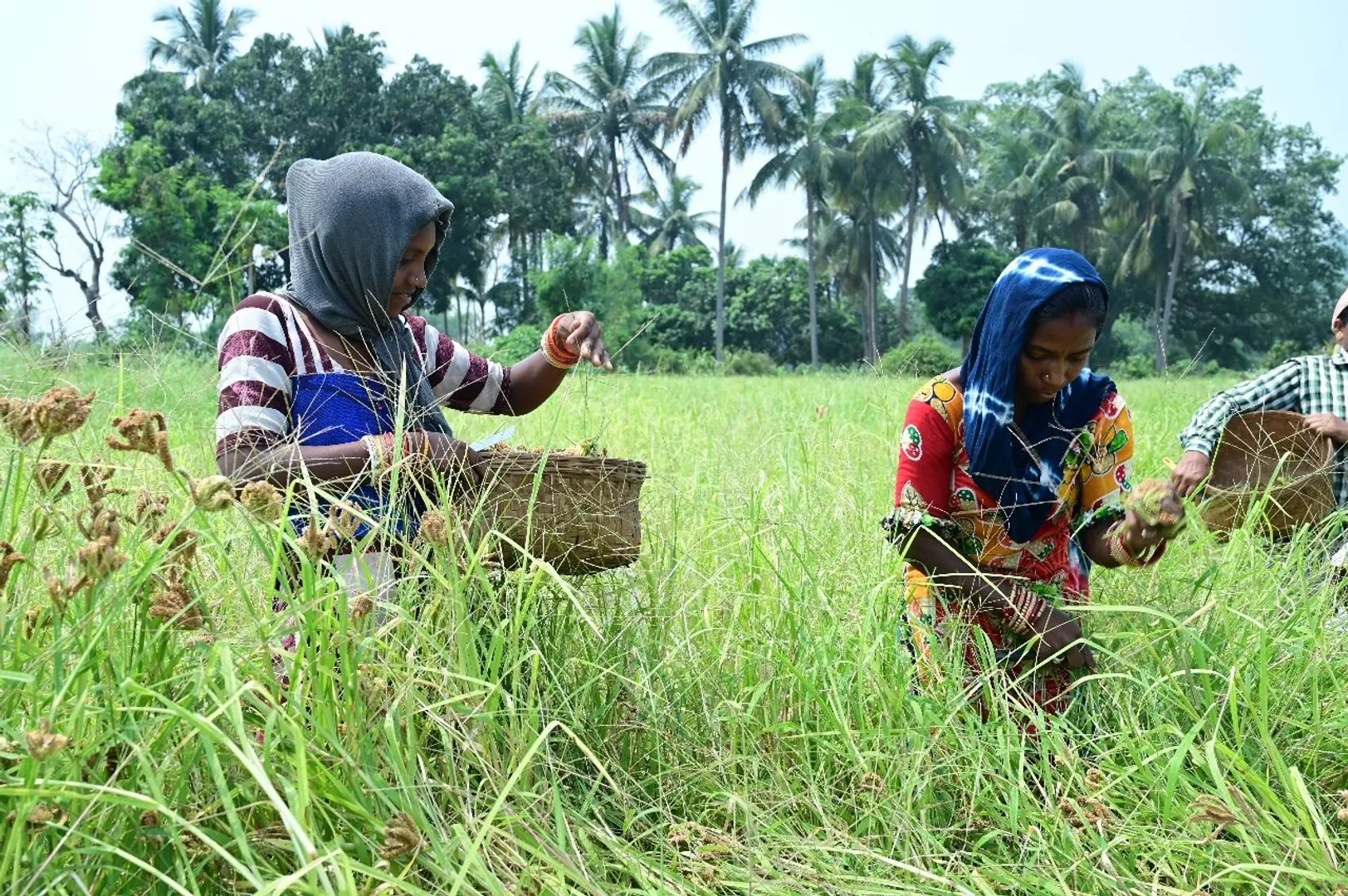 Rgda millet mission fail
