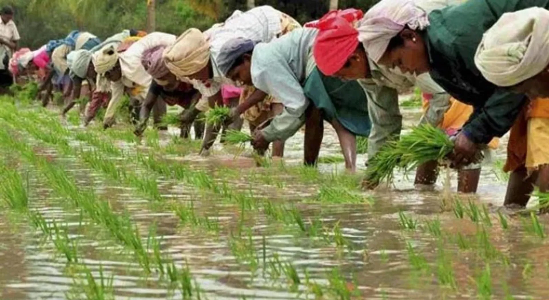 Farmers