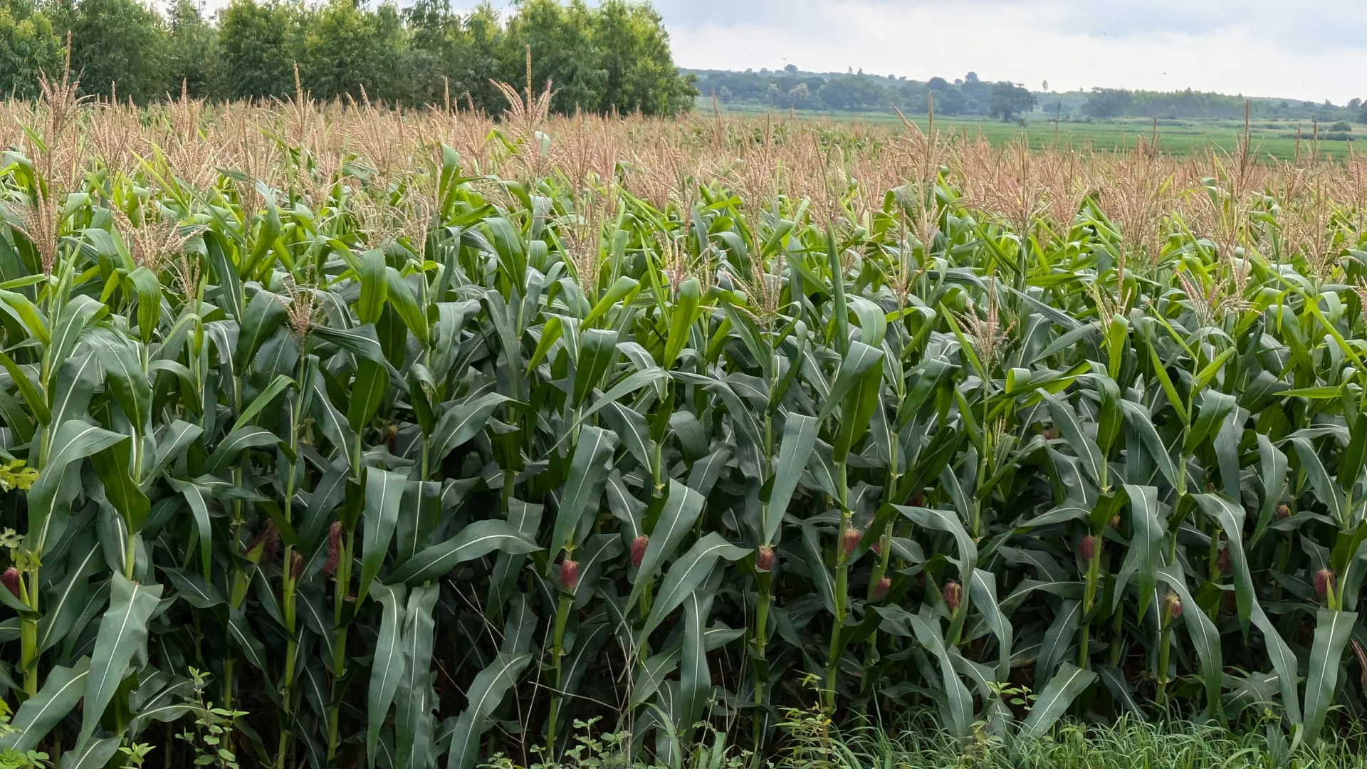 farming