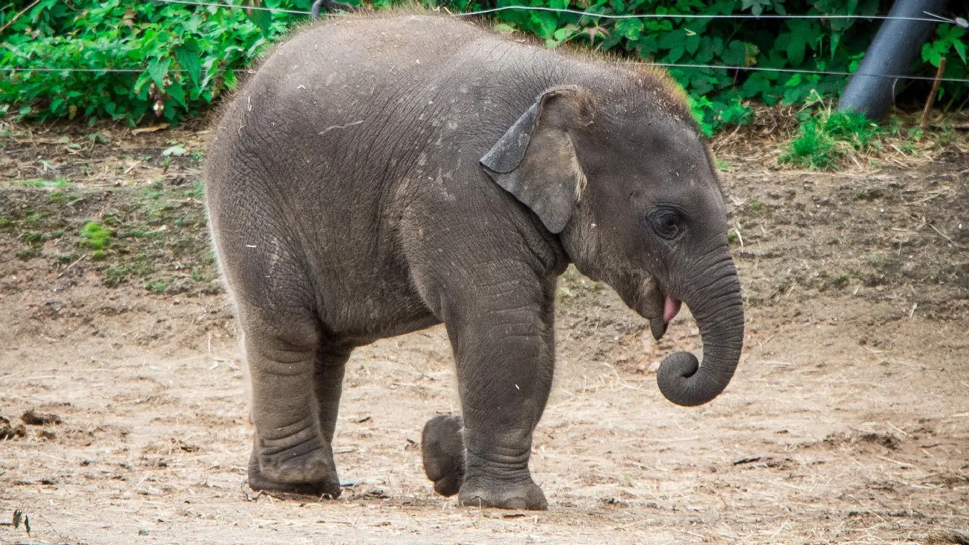 Jumbo