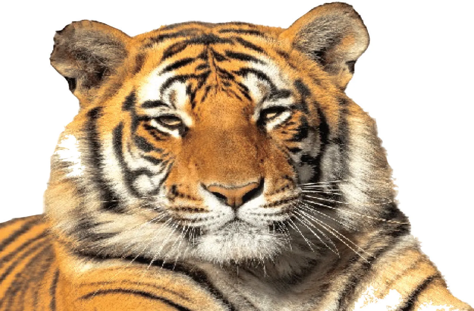 tiger