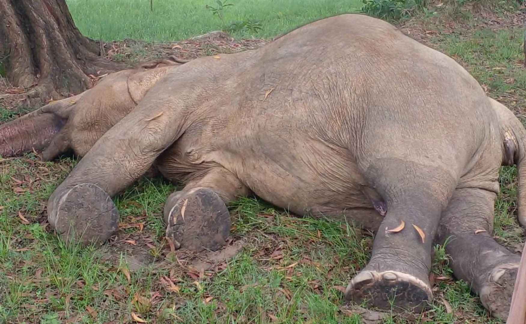elephant