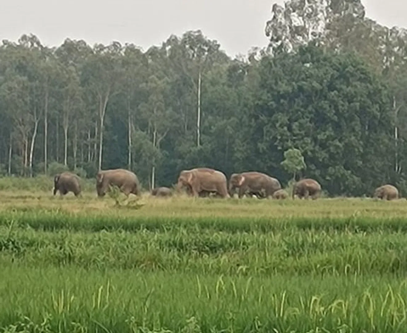 elephant